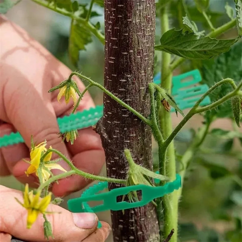 Reusable Plant Cable Ties Garden Adjustable Self-locking Tie Plant Vine Supports Cable Ties Stem Tomato Fastener Wrap Rings Clip